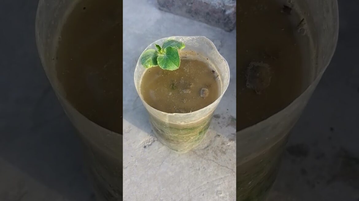 My plants have started to grow You can also monetize my channel/mara plants na growth start kar di My plants have started to grow You can also monetize my channel/mara plants na growth start kar di