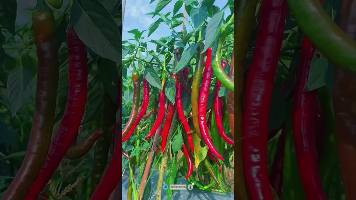 Rural life small garden vegetable #shorts #Satisfying Rural life small garden vegetable #shorts #Satisfying