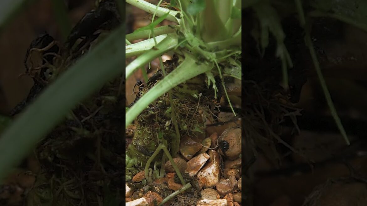 This is why authentic wasabi is so expensive. #Wasabi #Japan #SoExpensive