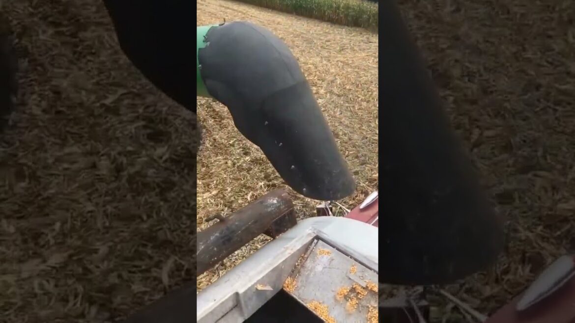 Gardening / Kitchen Gardening / Vegetable Gardening Tools 005 #ytshorts #shorts