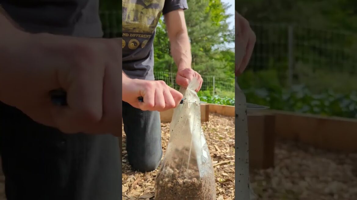 Grow Wine Cap Mushrooms in Your Garden! Grow Wine Cap Mushrooms in Your Garden!