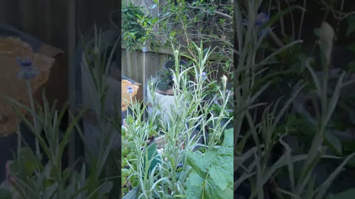 a hidden gem of a vegetable a hidden gem of a vegetable