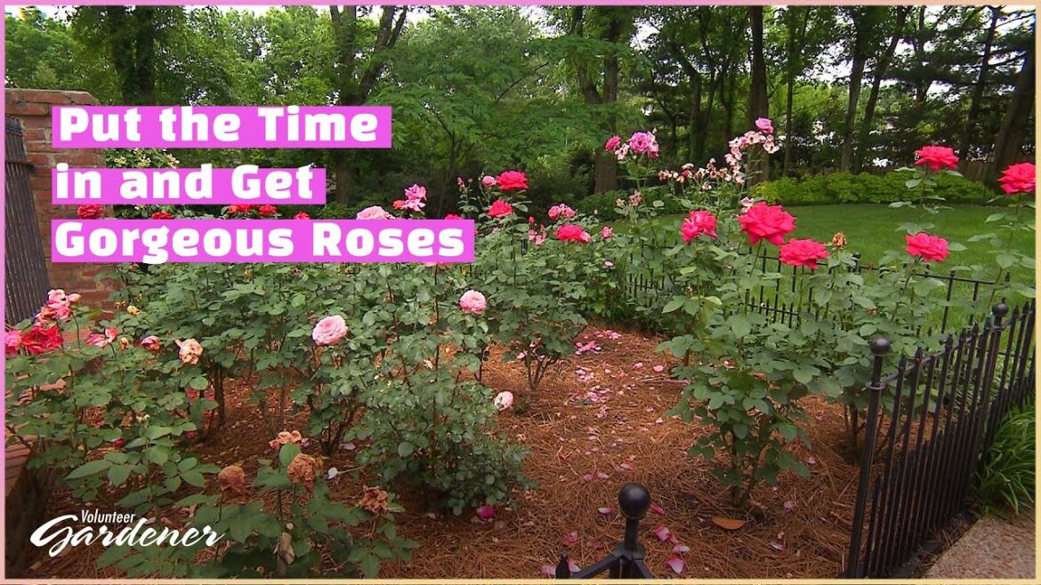 Rose Care for Hybrid Tea roses | Volunteer Gardener