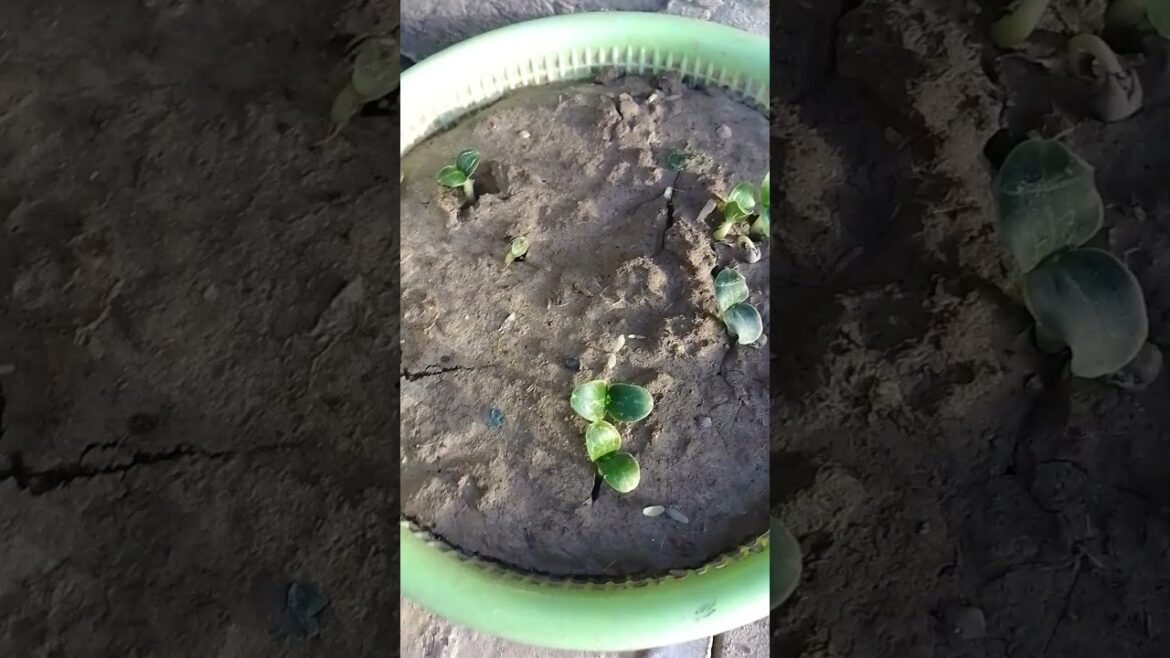 My plants have started to grow You can also monetize my channel/Maray plants ny groth start kr di