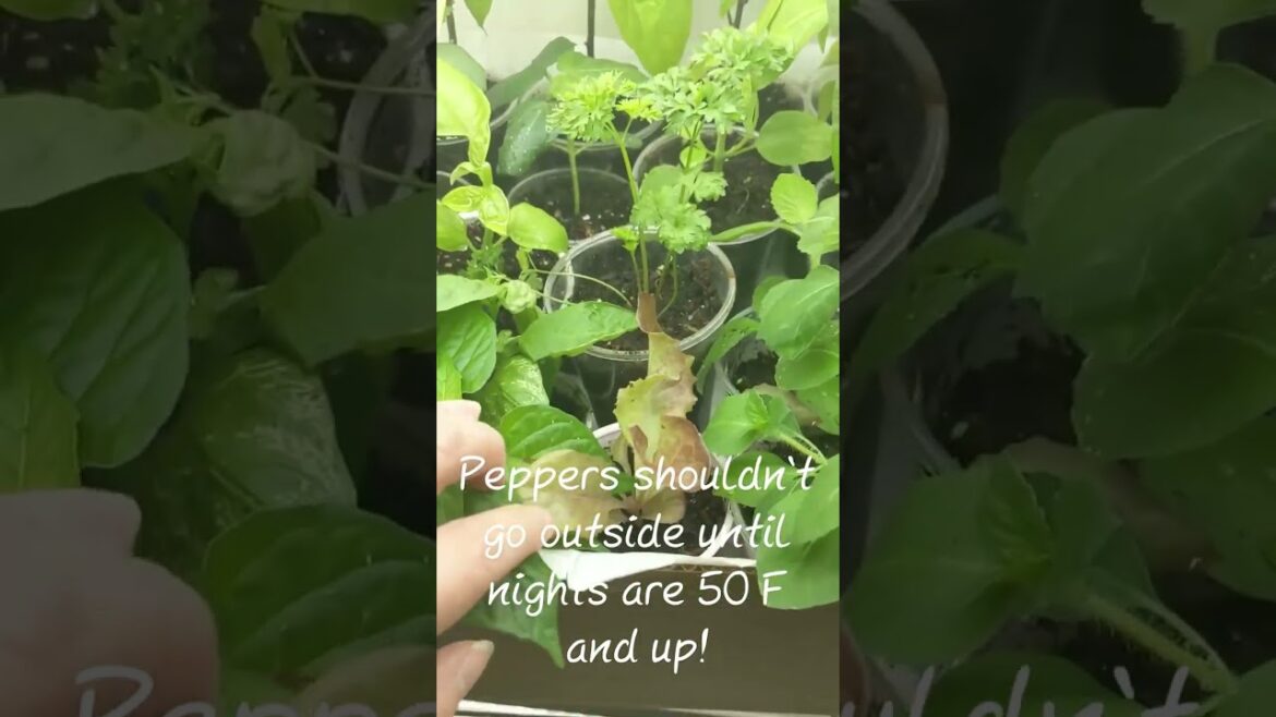 So Close to Outside Garden Planting Time