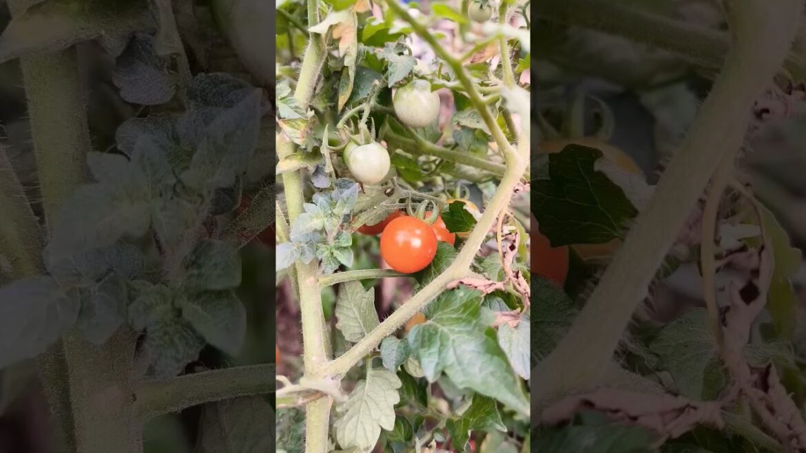 Tomatoes in my garden #shorts #gardening #organicgardening Tomatoes in my garden #shorts #gardening #organicgardening