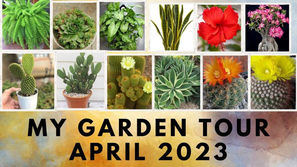 My complete garden overview & tour April 2023 #nature #adenium#plants #gardening