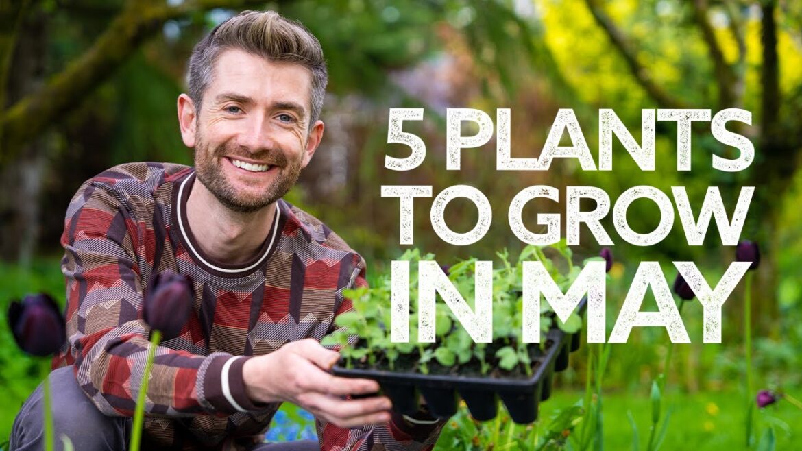 What to Plant in May | with Epic Gardening! What to Plant in May | with Epic Gardening!