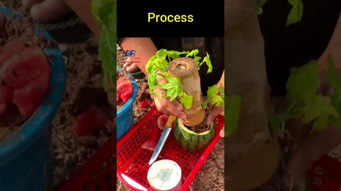 Beyond Reason / Papaya tree bears watermelon / grafting / reaction video