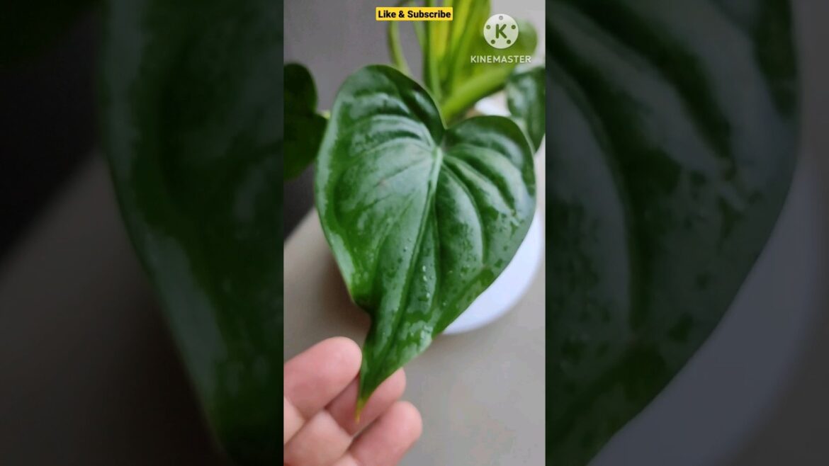 The ‘Buddha’s Palm’@Rooted Greens|Plant care & tips| #shorts #shortvideo #viral #viralshorts #grow The ‘Buddha’s Palm'@Rooted Greens|Plant care & tips| #shorts #shortvideo #viral #viralshorts #grow