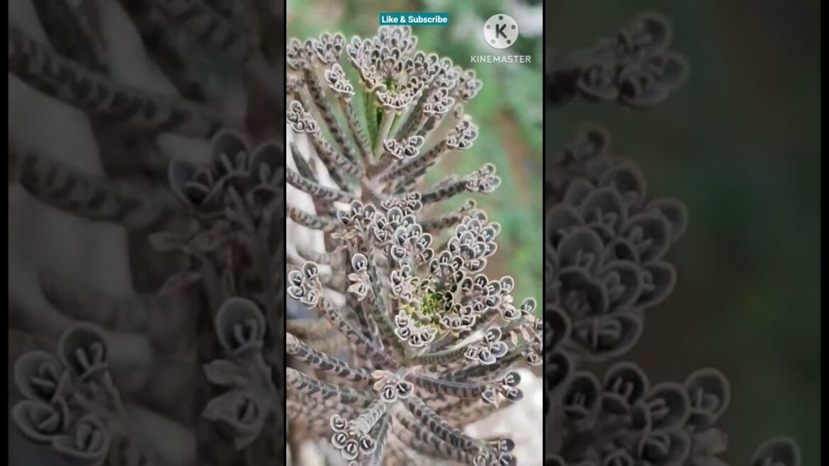 The Chandelier plant @Rooted Greens |Plant care & tips| #shots #shortsvideo #grow #gardening #grow