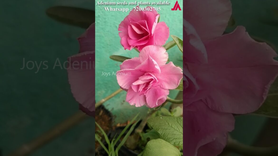 Adenium seeds | Adenium buy online | Buy Cheapest adenium plants online | Whatsapp : 7200302705 Adenium seeds | Adenium buy online | Buy Cheapest adenium plants online | Whatsapp : 7200302705