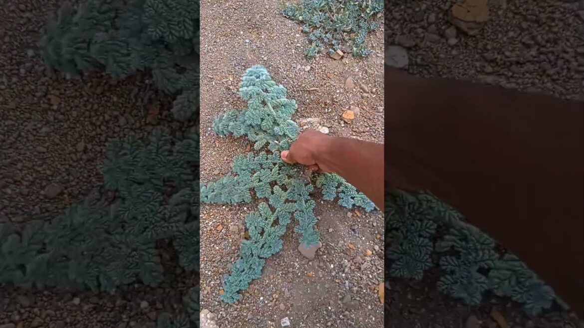 beautiful plant from river side #shorts