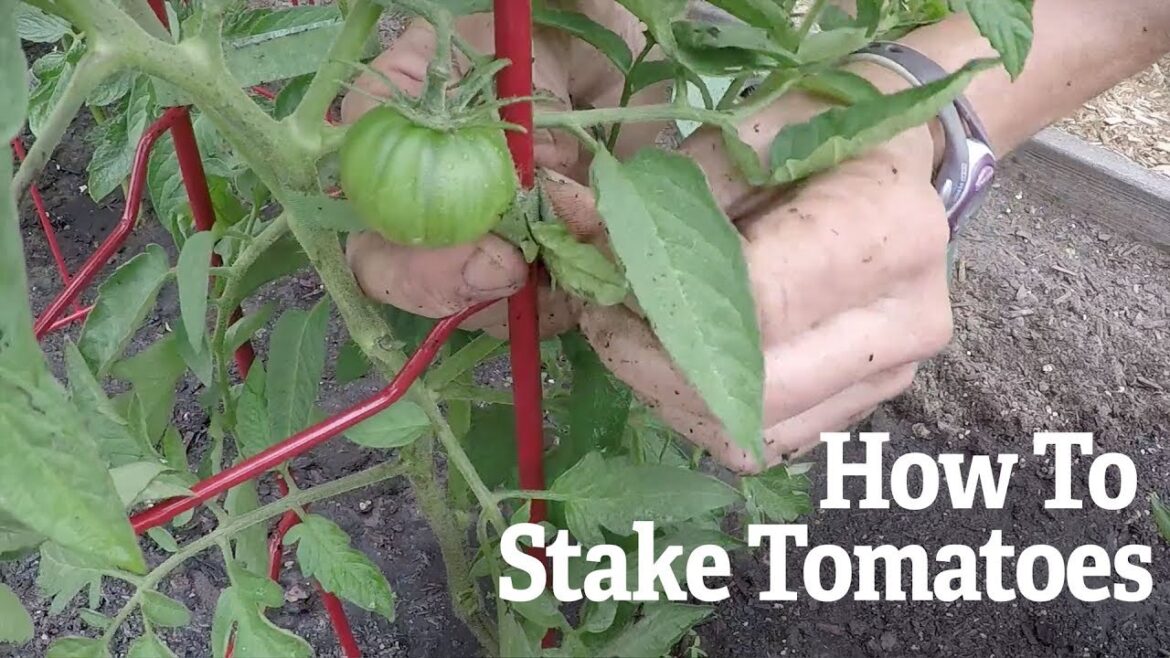 How To Stake Tomato Plants | Gardener’s Supply How To Stake Tomato Plants | Gardener's Supply