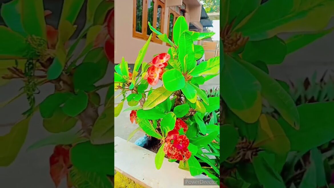 Cute Baby | Flowers Garden Ideas | Gardening | Shortvideo | Flowers Garden | Kids Shorts | Shorts Cute Baby | Flowers Garden Ideas | Gardening | Shortvideo | Flowers Garden | Kids Shorts | Shorts