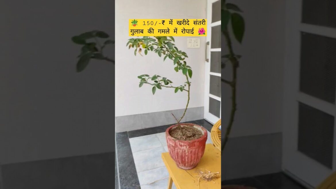 Planting of orange color rose plant in pot. #gardening #rose #nature #plants #viral #shortvideo