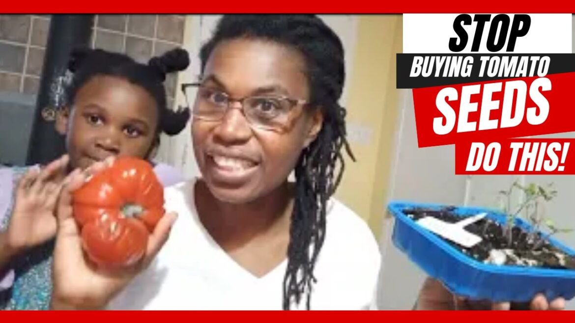 How to get different tomato varieties /gardening on a budget/garden tips for newbies