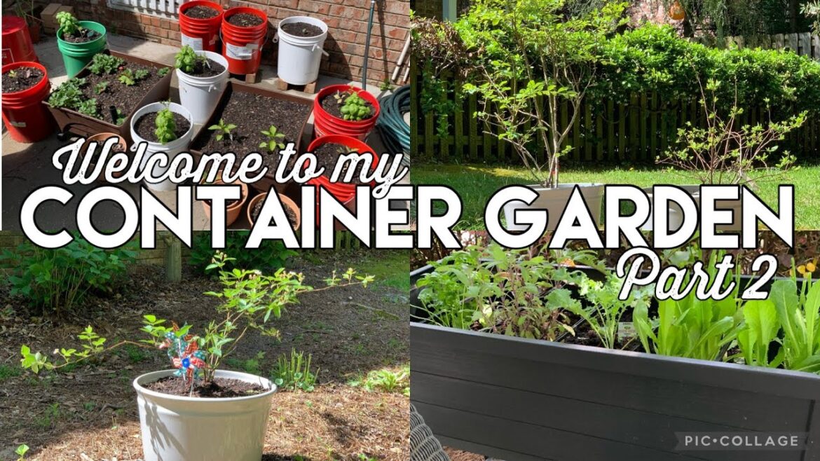 Container Gardening Part 2