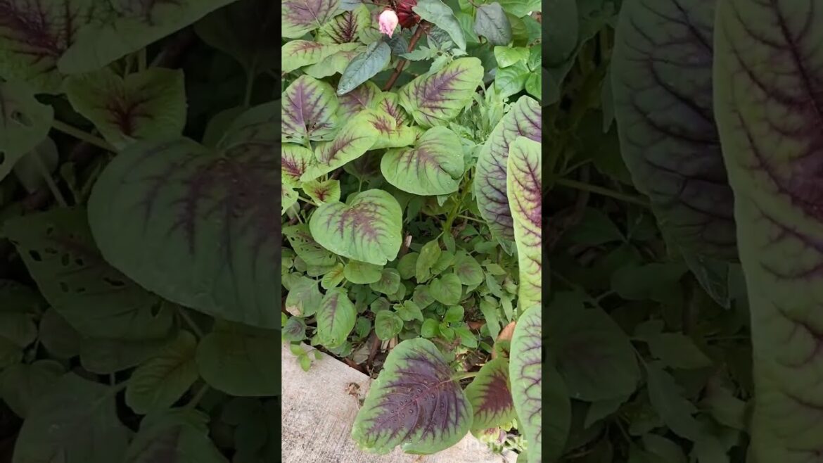 my backyard garden || #healthy spinach || #youtubevideos ||#shorts