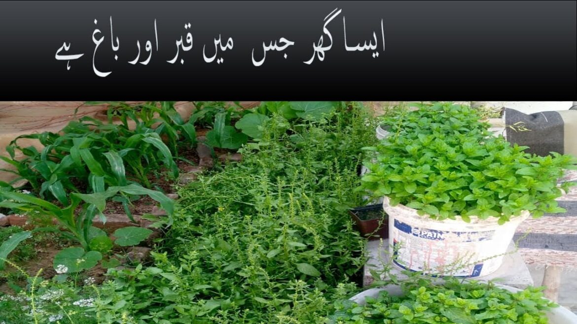 beautiful garden ideas  |  beautiful garden house | home lawn design ideas