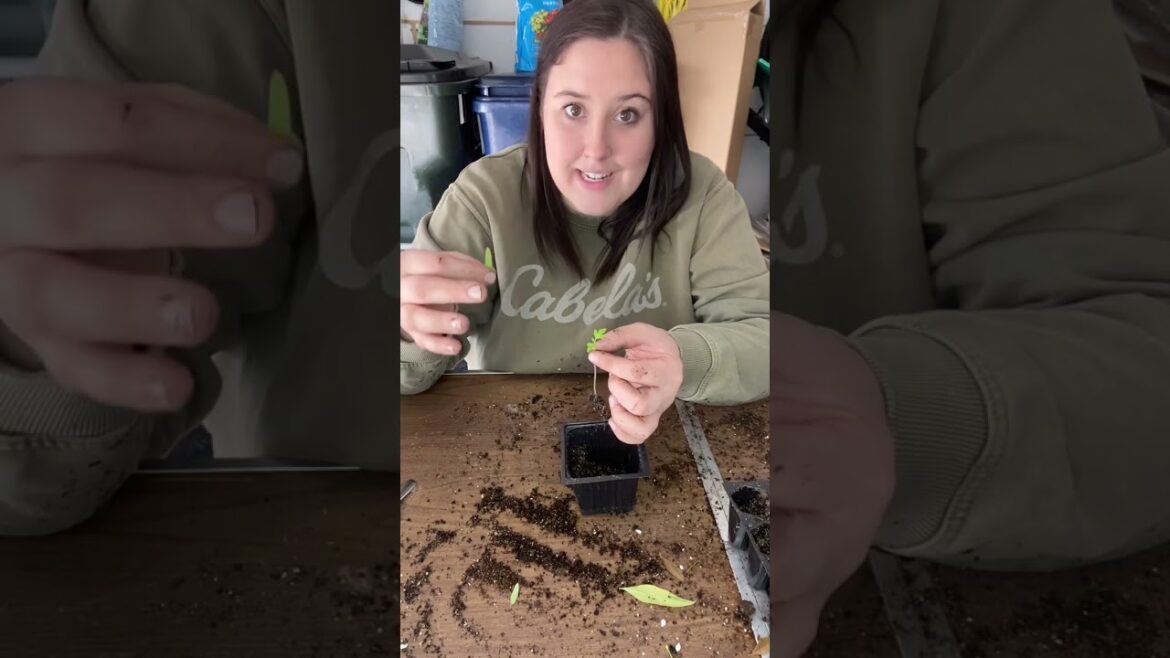 Repotting Tomato Seedlings | Gardening Tips