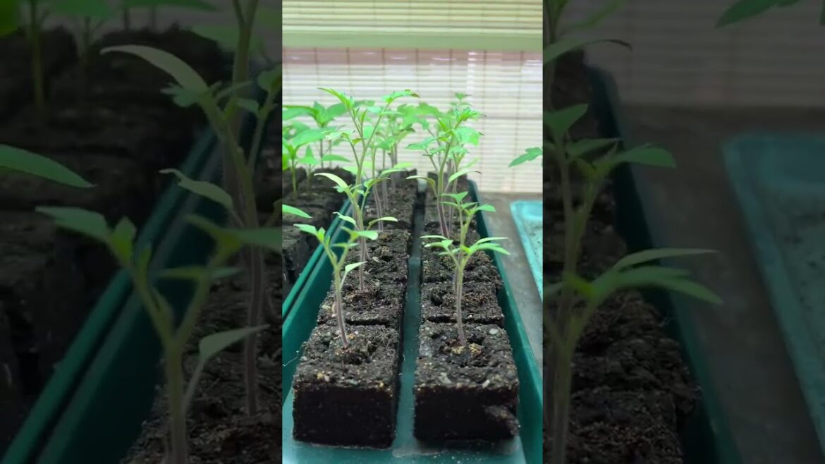 Love being in my baby plant grow room. Love being in my baby plant grow room.