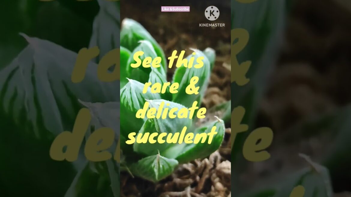 See through Haworthia cooperi(@Rooted Greens) |Plant care & tips|#shorts #grow#shortvideos#decor