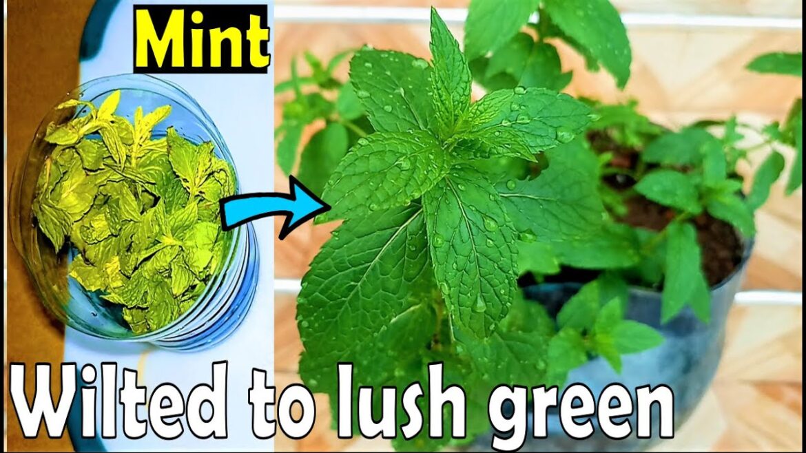 How to regrow wilted mint from the store into endless supply of mint