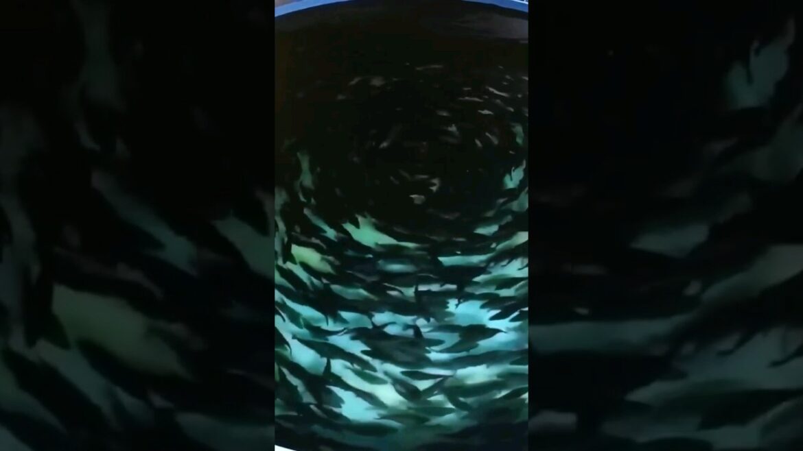 Sustainable fish farming system using Advanced Aquaponics Technology short Sustainable fish farming system using Advanced Aquaponics Technology short