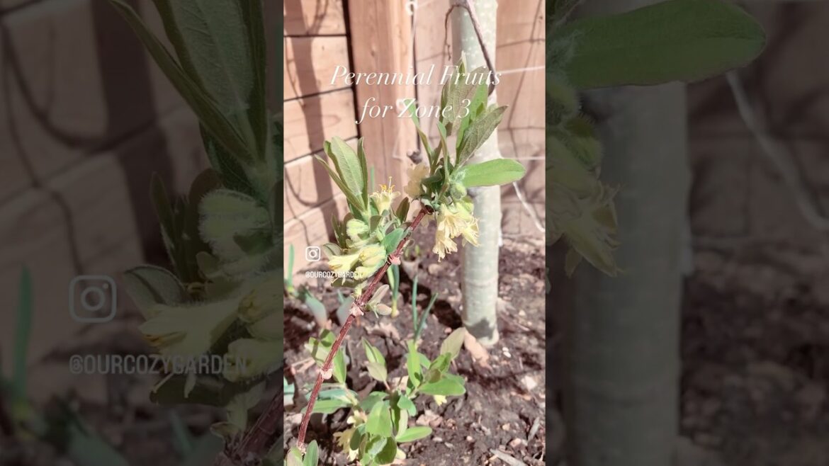 Perennial Fruits for Zone 3 #zone3gardening #yycgardening #hardyfruits #zone3 #ediblegarden Perennial Fruits for Zone 3 #zone3gardening #yycgardening #hardyfruits #zone3 #ediblegarden