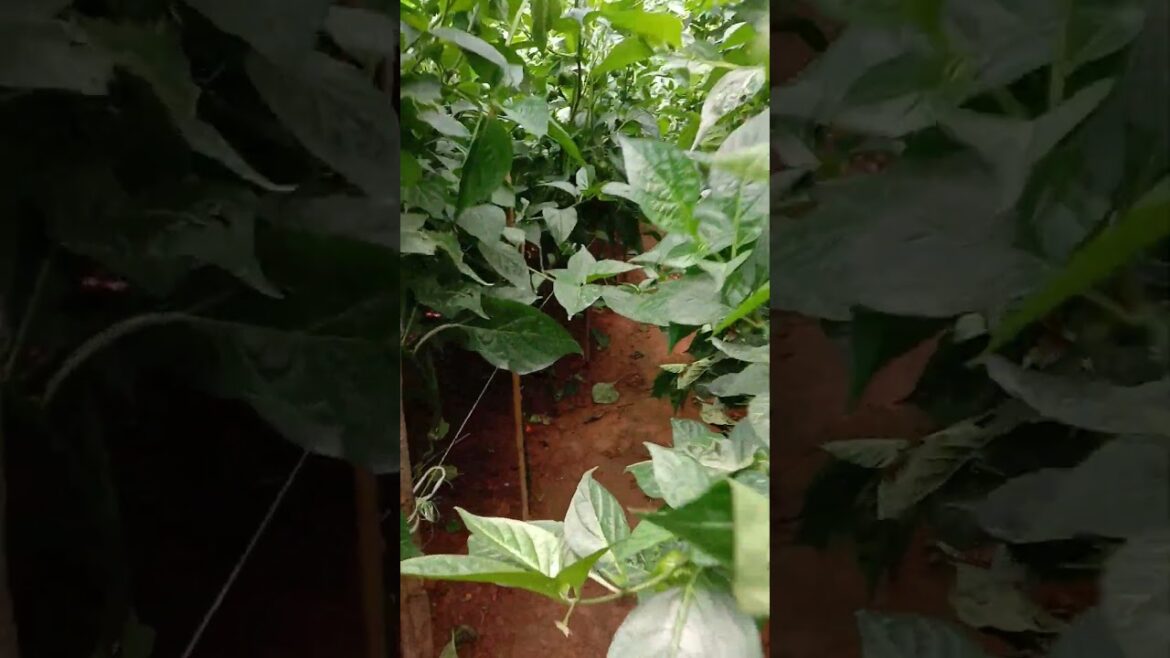 What is inside a greenhouse with ASMR Sound #garden #greenhouse    #shorts    #gardening