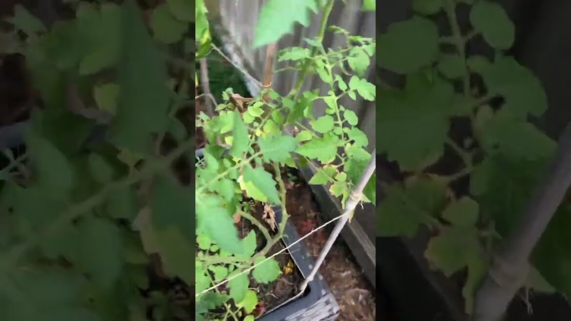 I'm glad we're getting a steady supply of tomatoes in Texas! YaY!