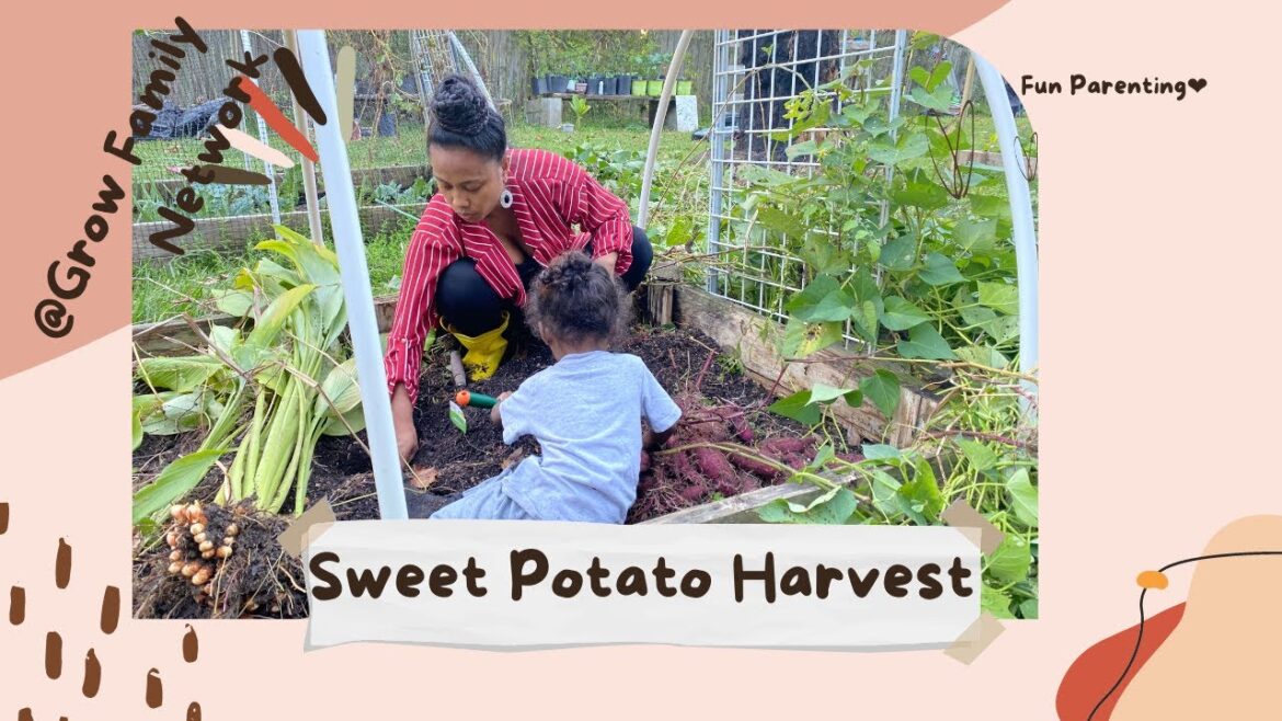 Edible Landscapes Ep.4|Sweet Potato Harvest for Home Gardeners