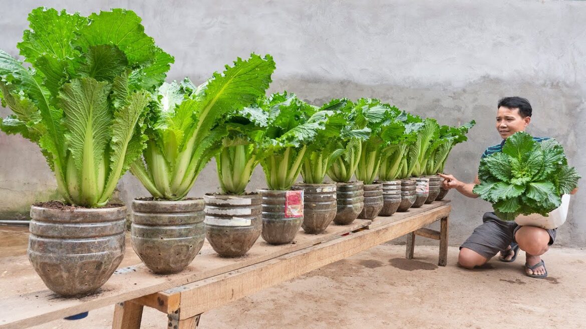 The miracle of recycling plastic waste into a beautiful, unique vegetable garden The miracle of recycling plastic waste into a beautiful, unique vegetable garden