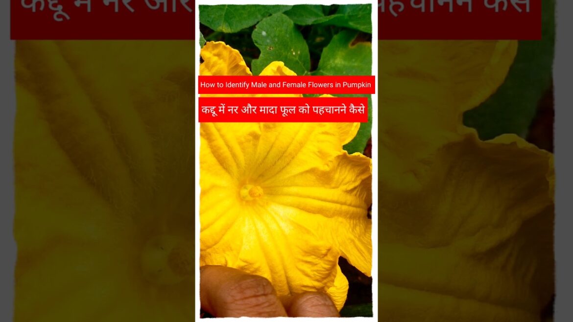 #shorts#gardeningtips & home gardening#garden ideas care & grow pumpkin at home ll garden plant idea