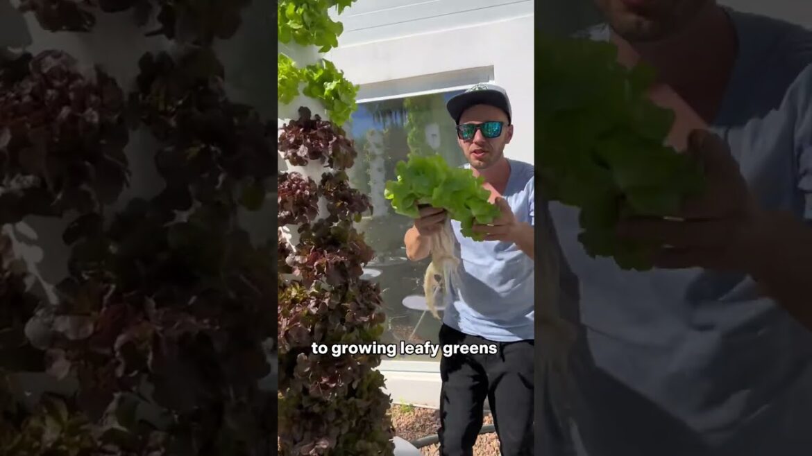 Vertical farming on aeroponic towers allows you to save space and water #sustainablegardening