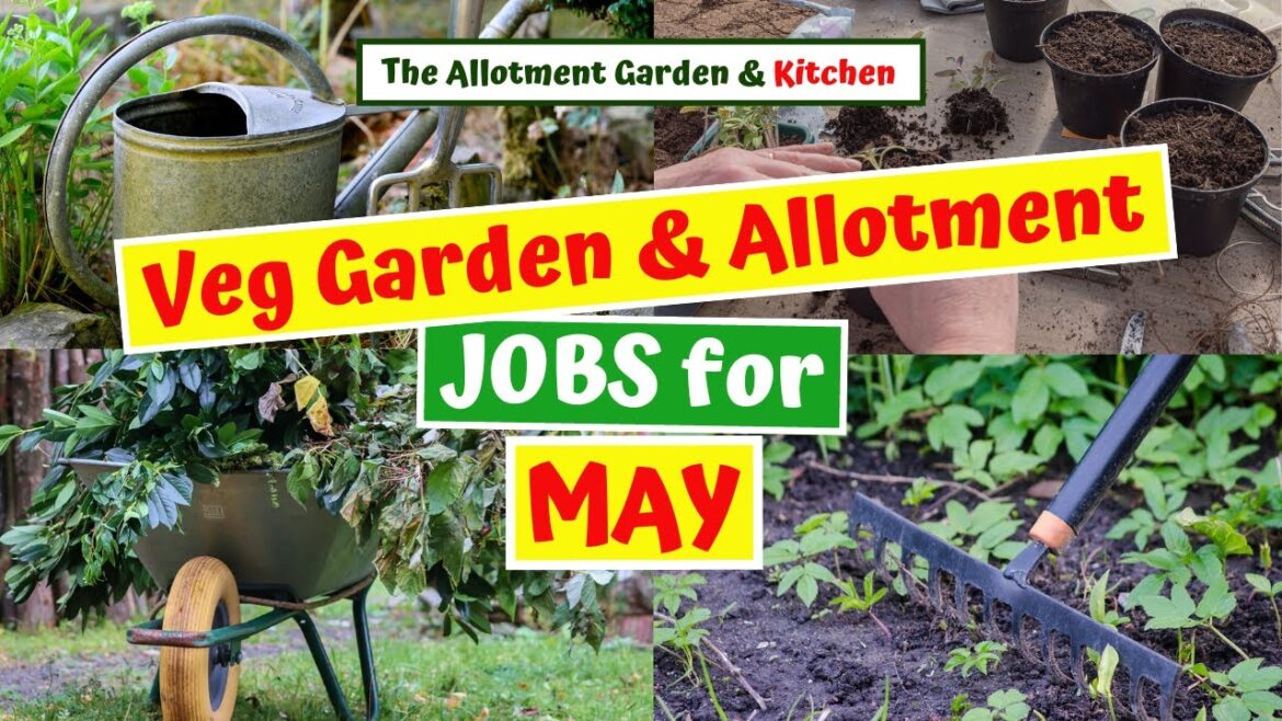 Vegetable Garden/Allotment Jobs in May 2023 - Jobs to Help Provide a Successful Harvest #108