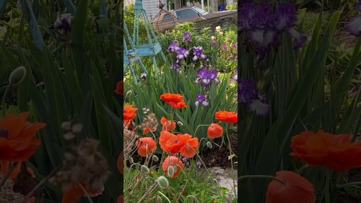 #cottagecore #garden #cottagecoreaesthetic