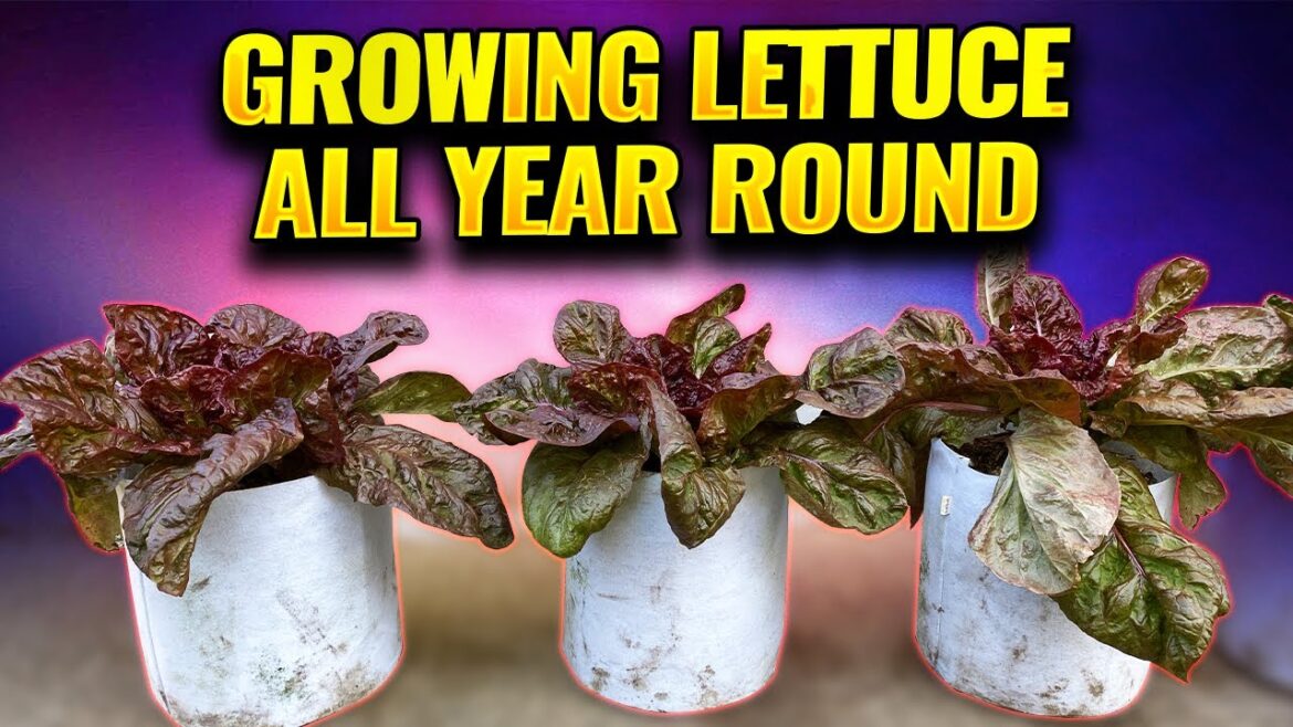 Growing Lettuce Stunning Colors from Seed to Harvest - Container Garden