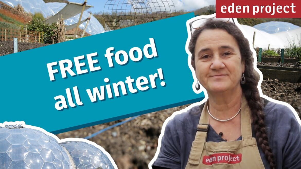 Easy Vegetable Gardening for Beginners: How to Grow Autumn and Winter Vegetables on a Budget