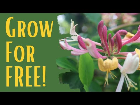 Taking Honeysuckle Cuttings | natural gardening tips | grow your garden for free. Taking Honeysuckle Cuttings | natural gardening tips | grow your garden for free.
