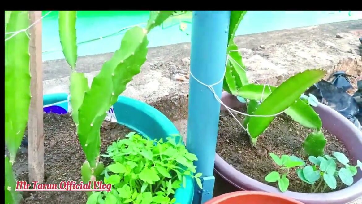 My First Vlog 2023 Dragon Fruit Ghara ra chhata upare Sambalpuri vlogs @mrtarunofficialvlog