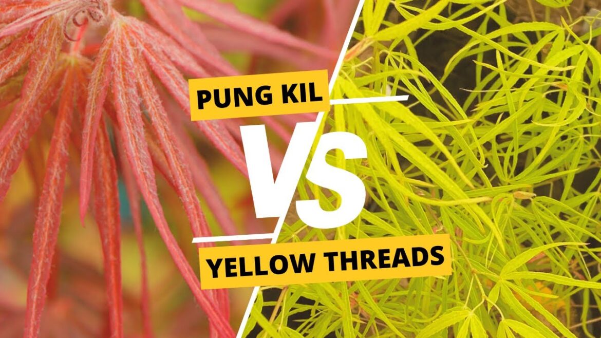 Wesley’s Japanese Maple Stash Pile | MrMaple Clips Wesley's Japanese Maple Stash Pile | MrMaple Clips