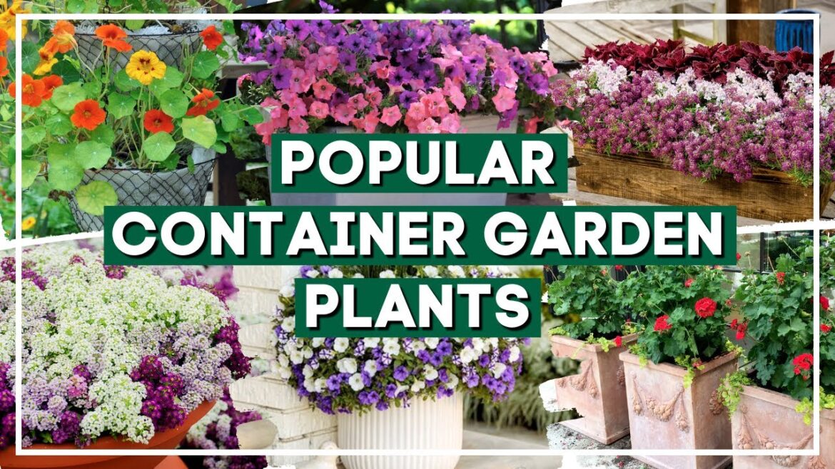 🌺🔥 Instant Garden Glow Up: 7 STUNNING Plants to ROCK Your Container Garden! 🪴