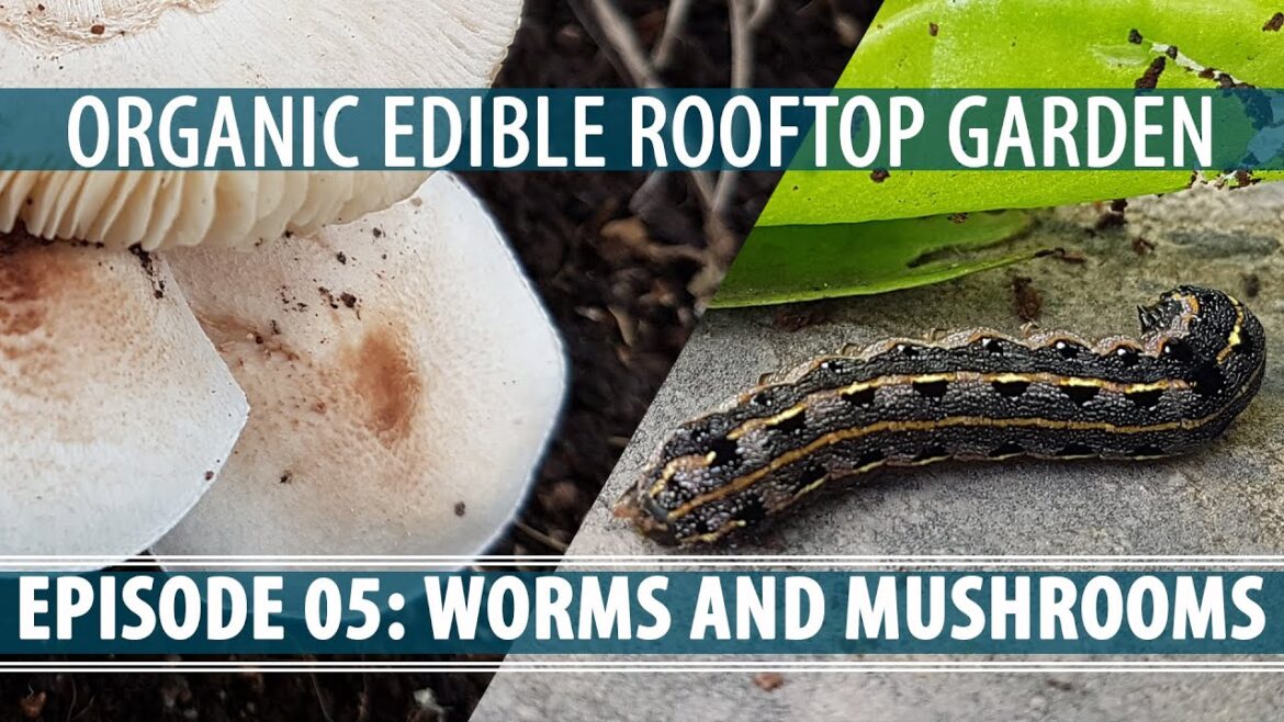 Organic Edible Rooftop Gardening - Worms and Mushrooms