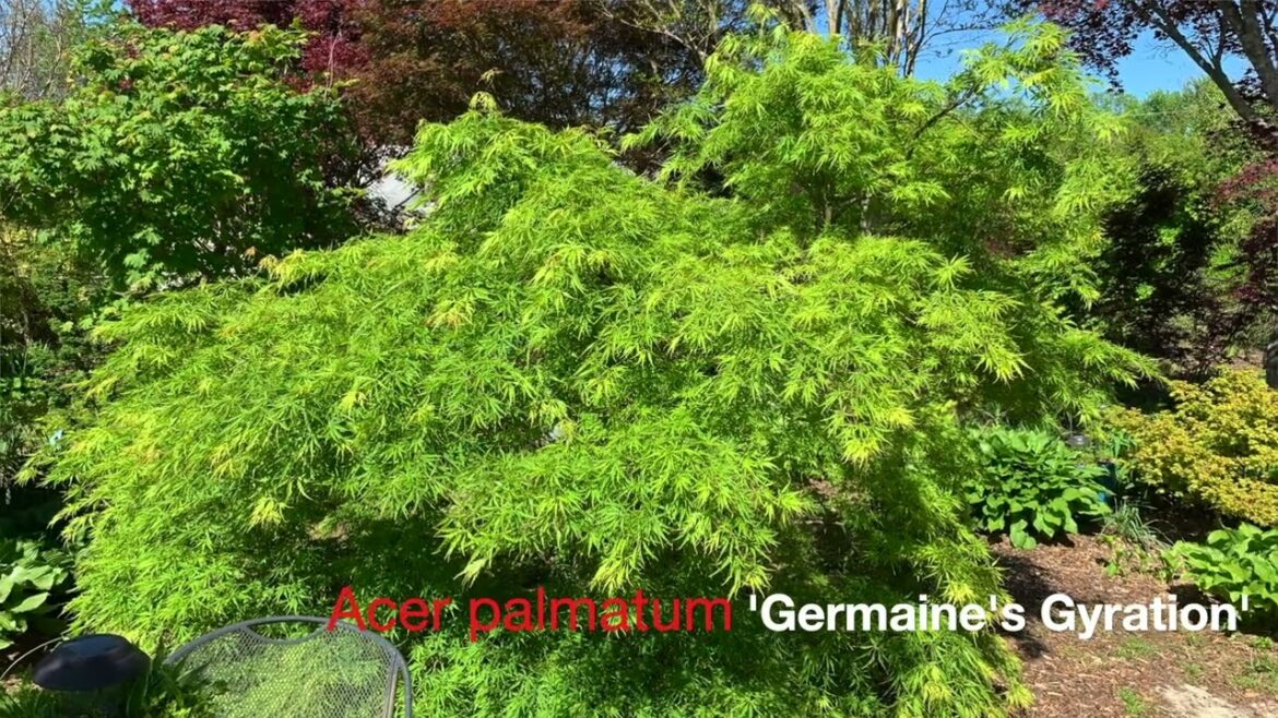 Acer palmatum 'Germaine's Gyration' Green Laceleaf Japanese Maple' | MrMaple Clips