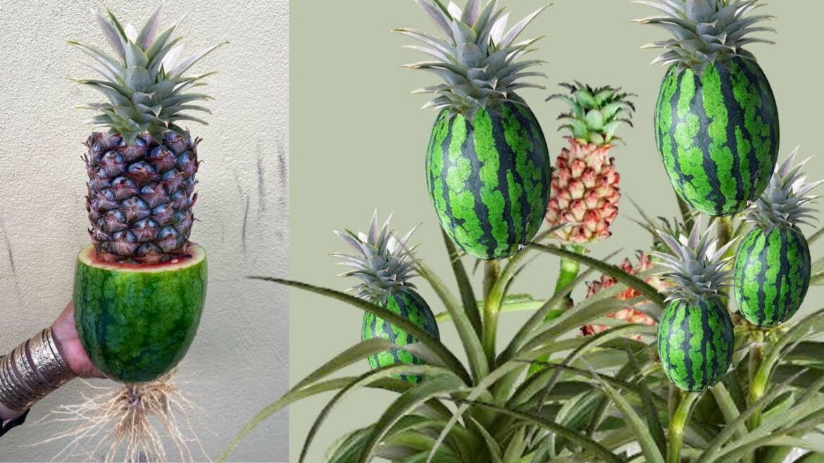 🌳How to​ Easy growing Tips for Your Home Garden,Grafting Pineapple With Watermelon