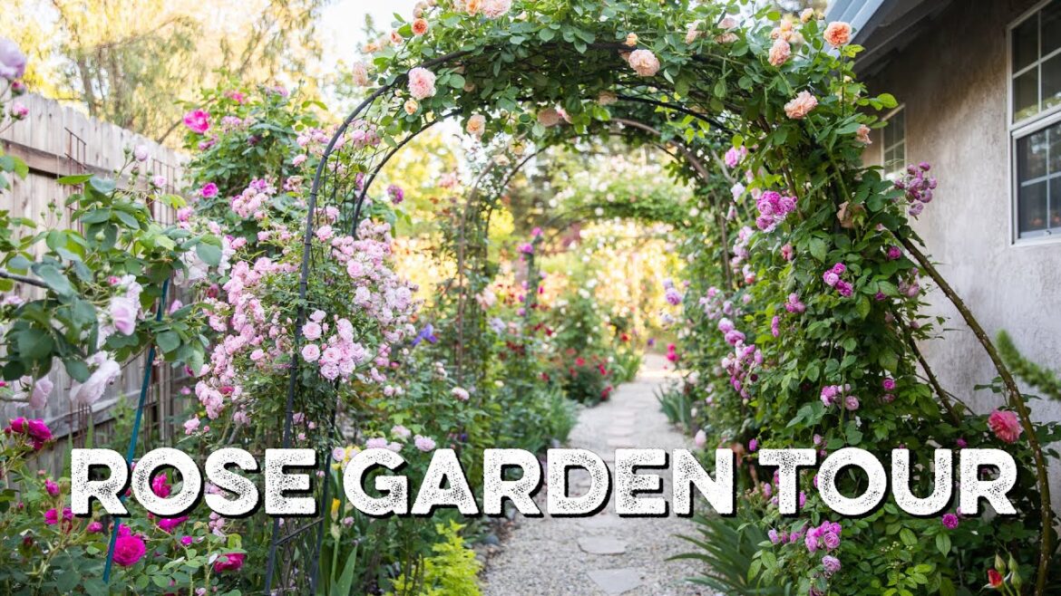 Rose Garden Tour Rose Garden Tour