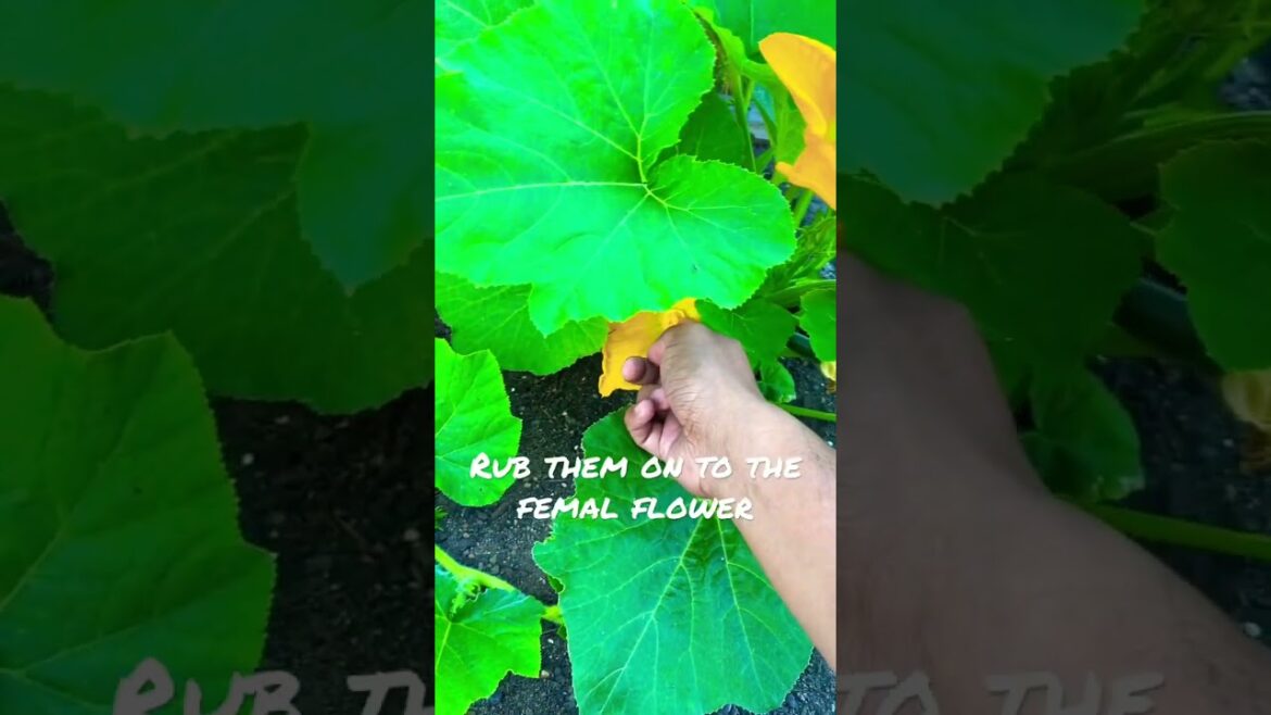 Gardening tips: How to hand pollinate squash blossoms
