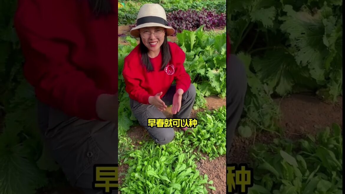 how to growth vegetable /gardening ideas for home how to growth vegetable /gardening ideas for home